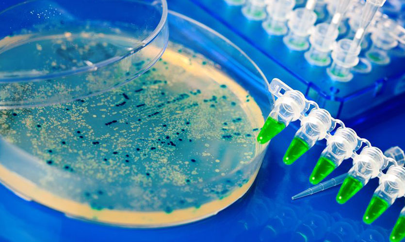 Petri dish and pipettes with blue bacteria