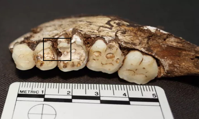 A fossilised jaw with lesions highlighted