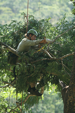 Fiona Stewart measures a chimpanzee nest