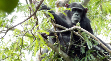 Chimpanzee ‘nests’ shed light on the origins of humanity
