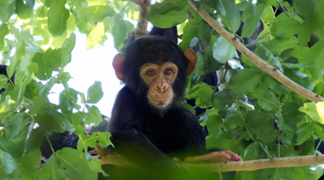 How chimp DNA techniques turned us into jungle detectives