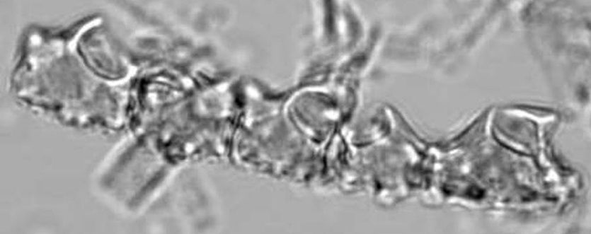 Domesticated banana leaf phytolith chain