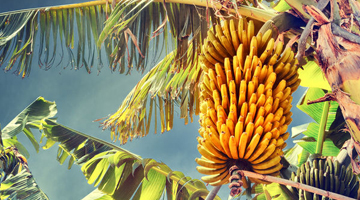 Prehistoric people started to spread domesticated bananas across the world 6,000 years ago