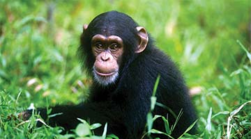 Chimpanzee - Chimpanzee cultural collapse