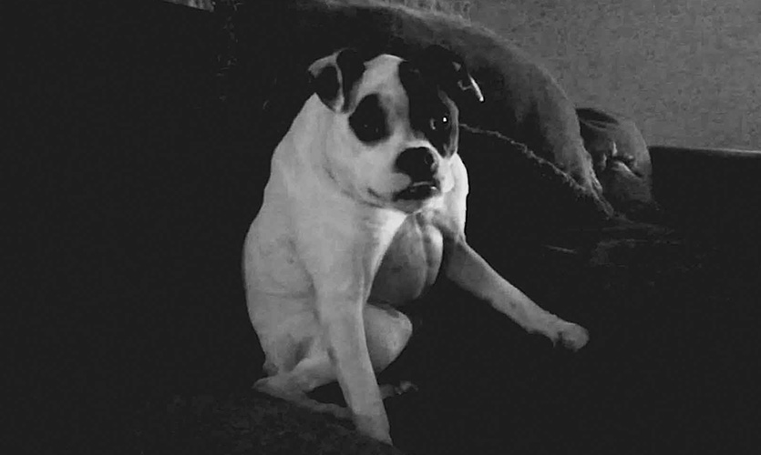 The Breeder blurs the line between the real and an imagined future. Is this a genetically designed dog or a true case of Short Spine Syndrome?