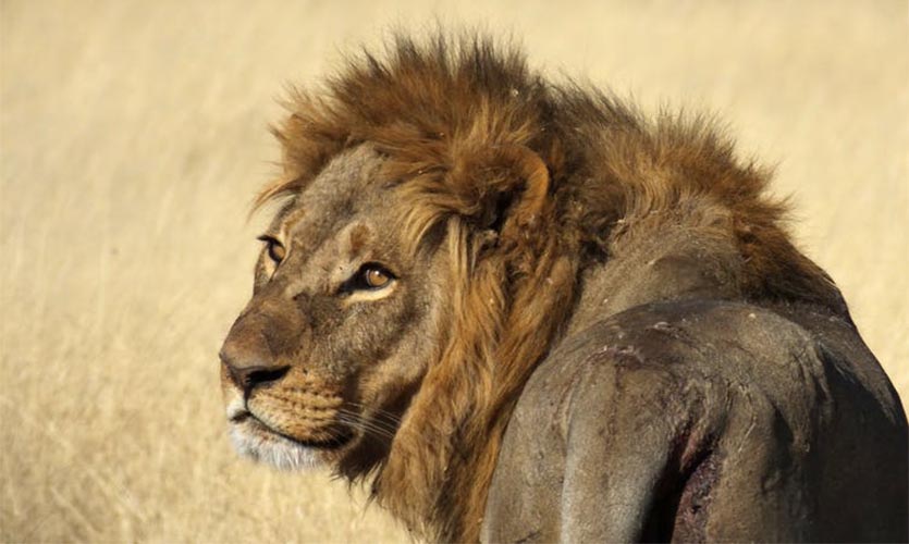 An African lion looking back at its photographer.