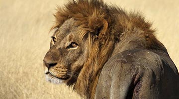 An African lion looking back at its photographer.