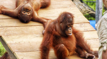 My experience working with orangutans
