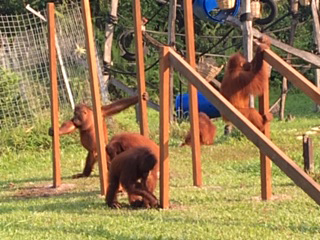 Orangutans