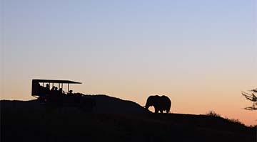 Safari tourism may make elephants more aggressive – but it’s still the best tool for conservation