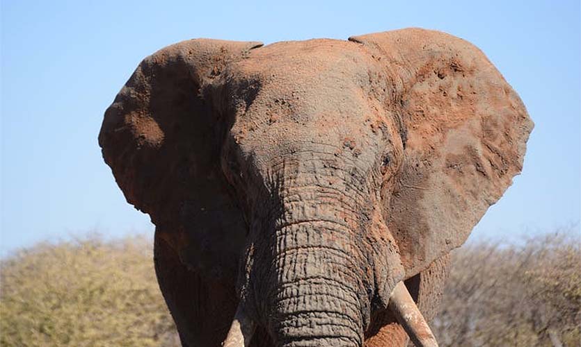 A male African elephant. Common aggressive behaviours included spreading the ears to appear larger. Isabelle Szott