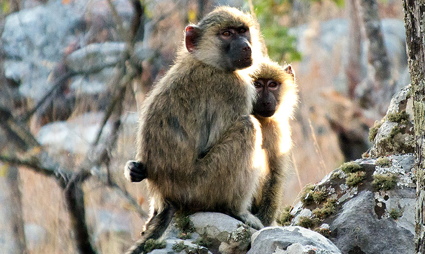 Yellow Baboons