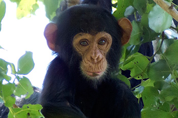 Baby chimp
