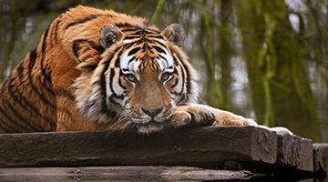 Using forensic science to tackle illegal wildlife trade