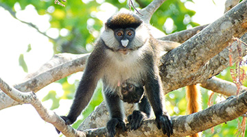 Primates