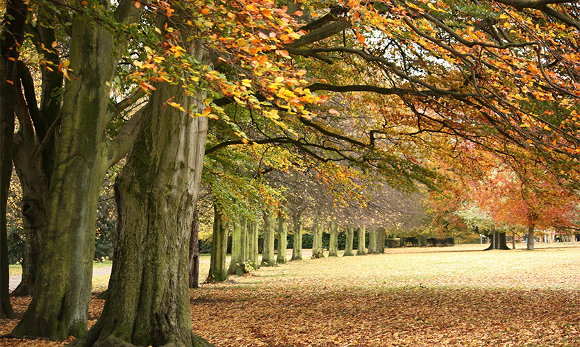 Sefton Park