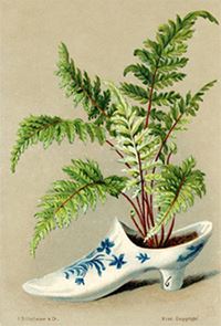 Fern crazy