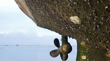 Blistering Barnacles! Boat detritus boost for marine conservation