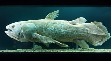 'Living fossil' fish detected with DNA science